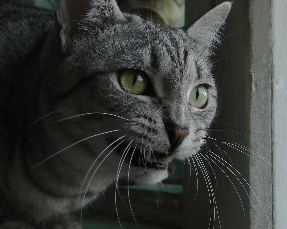 Er geht Taube auf dem Balkon