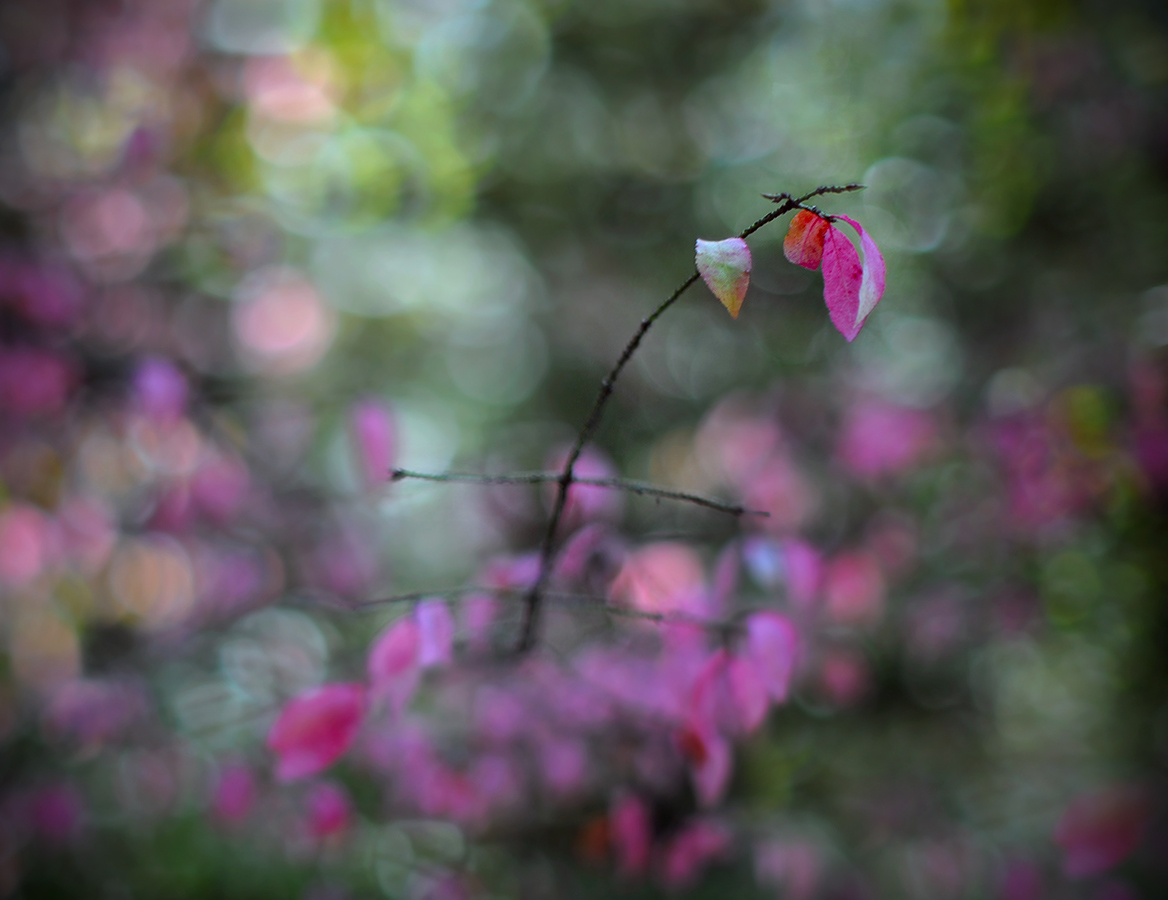 Kaleidoskop der Fall