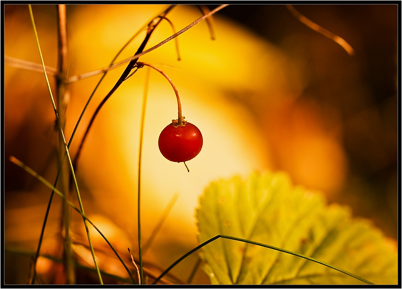 Was ist der Herbst Farbe 5