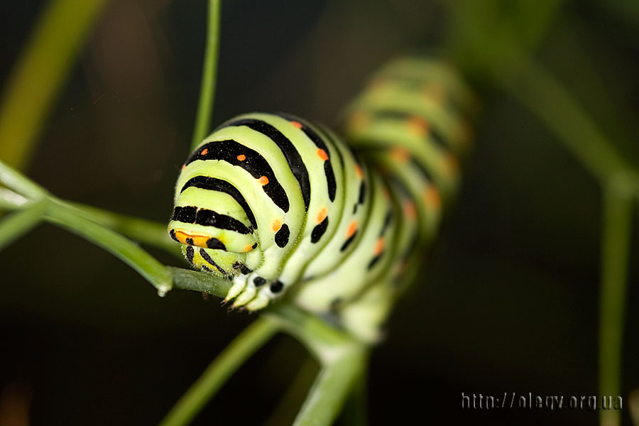 Caterpillar