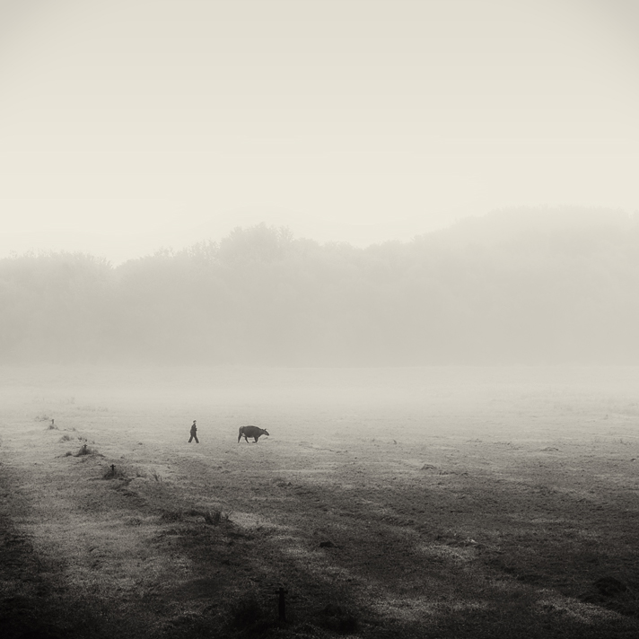 Über die Hirten und die Kuh