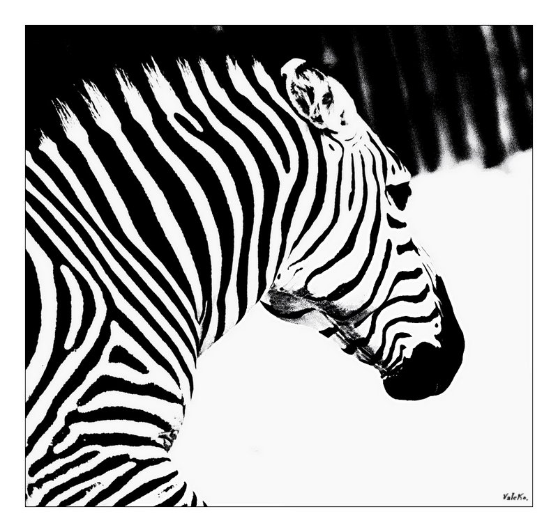 Zebra