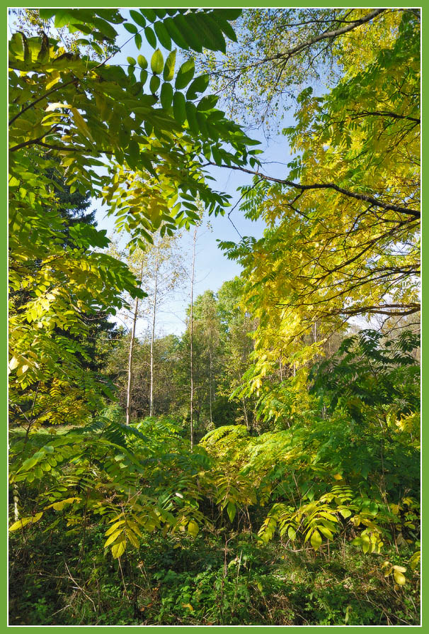 Einladung zur Herbst-