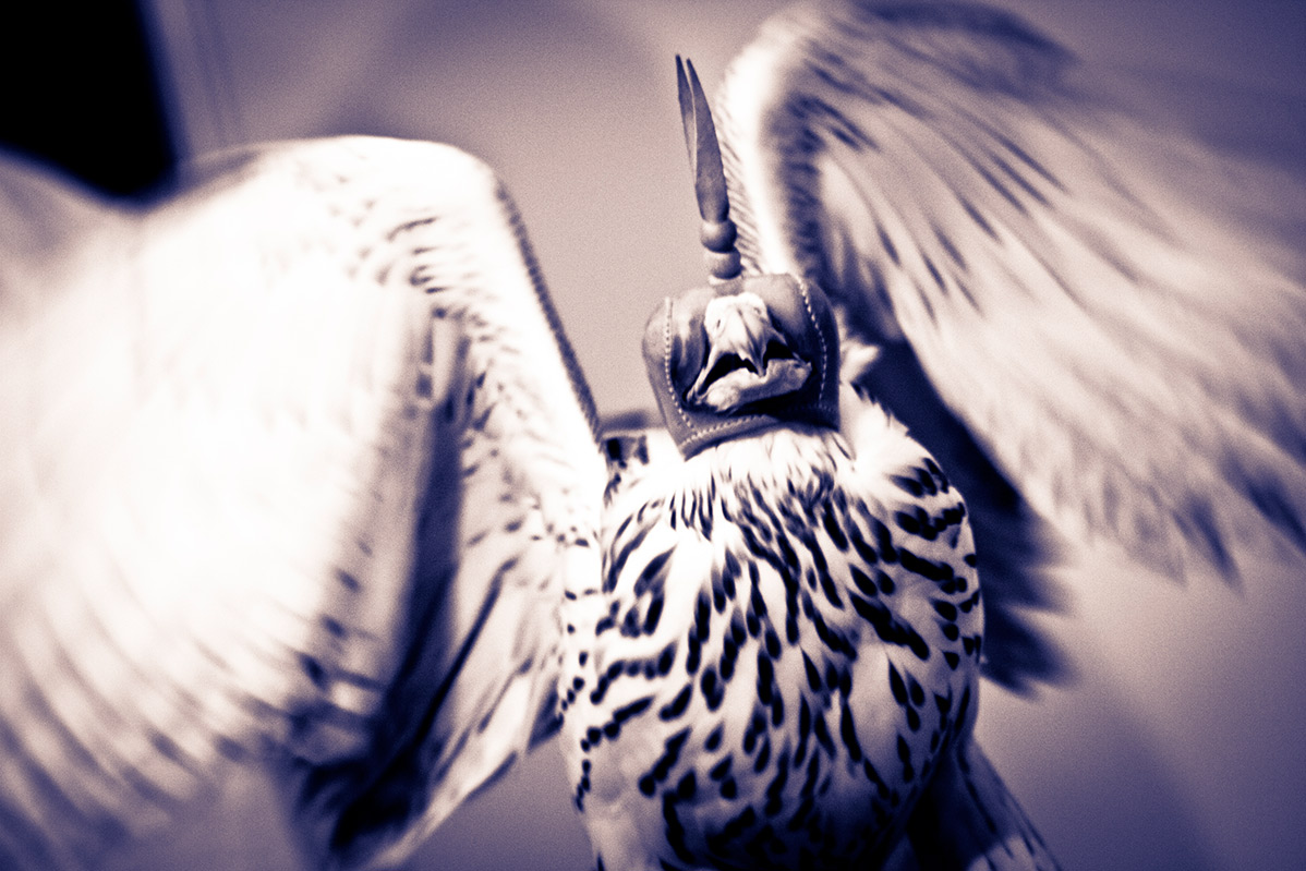 Release in die Flucht