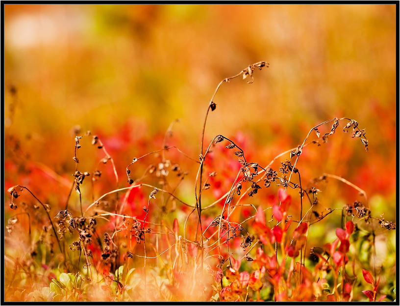 Was ist der Herbst Farbe 6