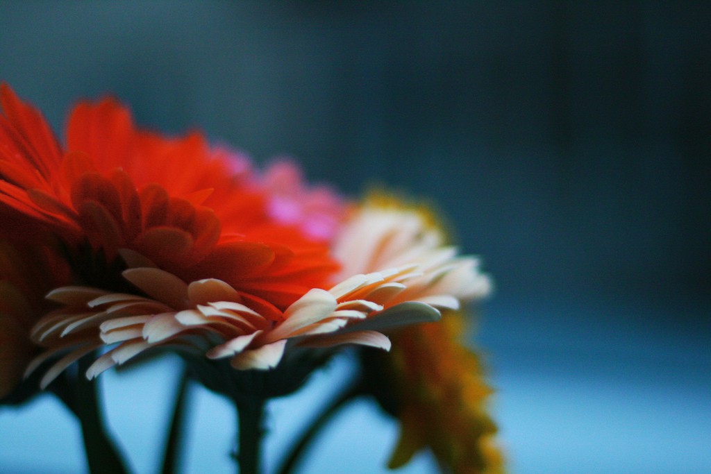 Gerbera