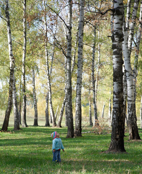 Wenn die Bäume waren hoch