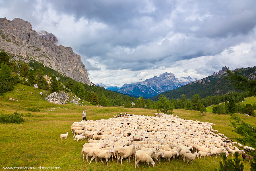 Alpen vor dem Sturm (vom Schaf)