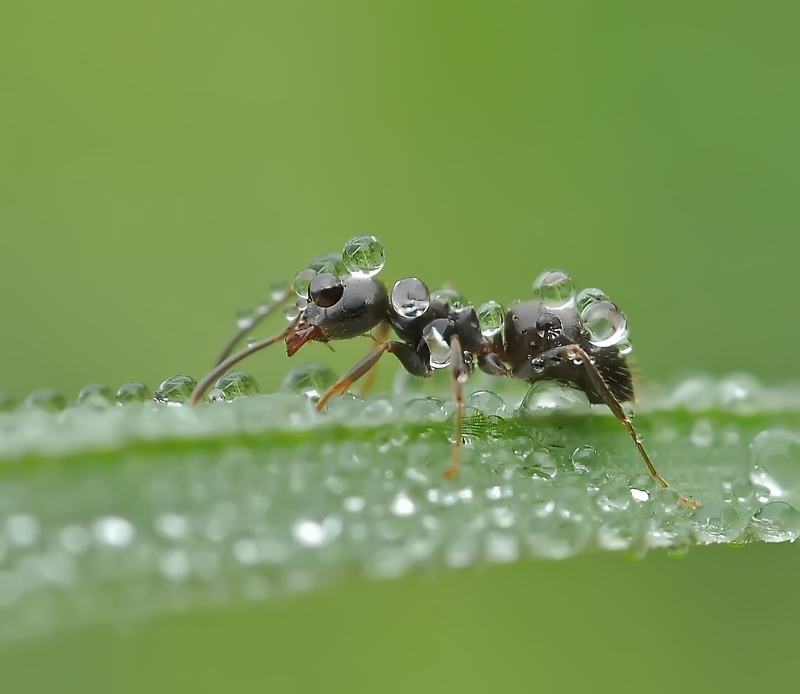 Herbst Workaholic ...