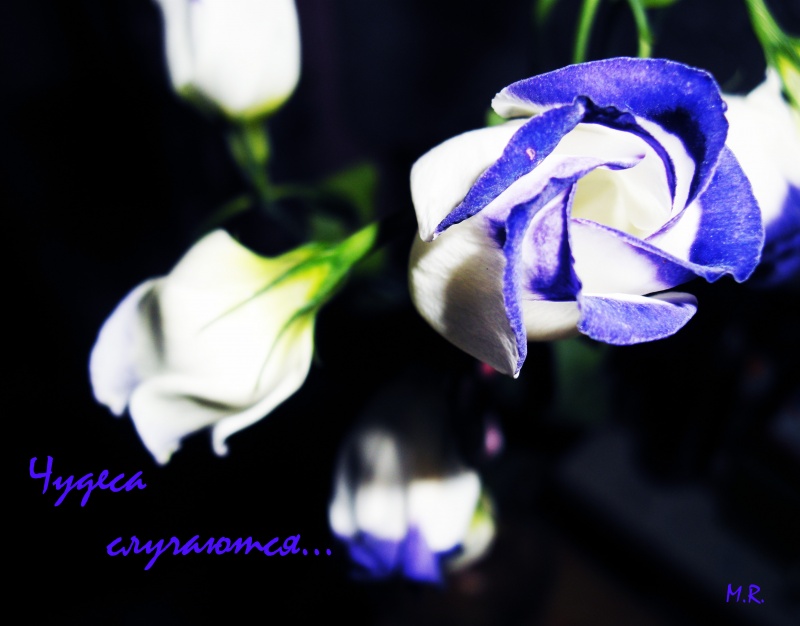 Wunder geschehen ...