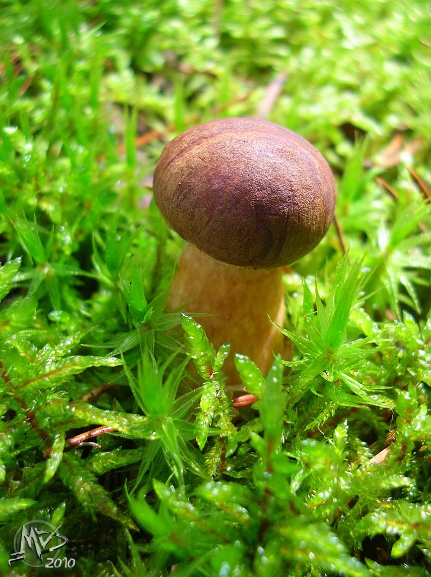 Boletus badius
