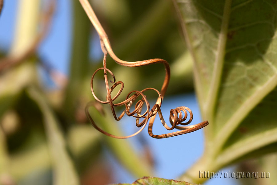 Knötchen zavyazhetsya