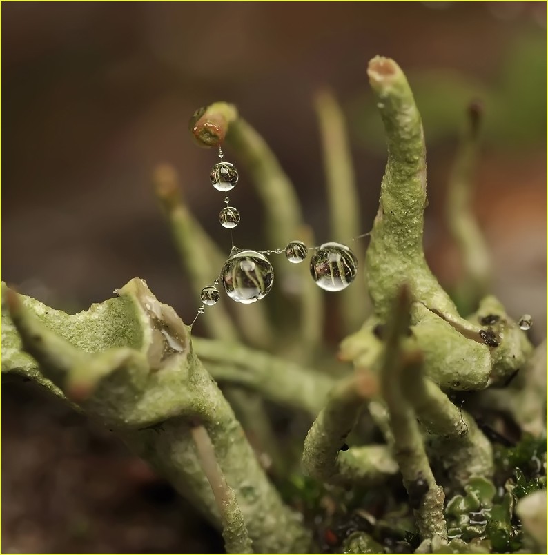 Wahrscheinliche Ereignisse ...