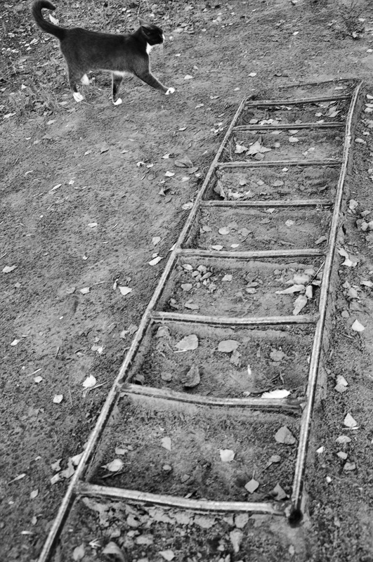 Es war einmal eine Katze