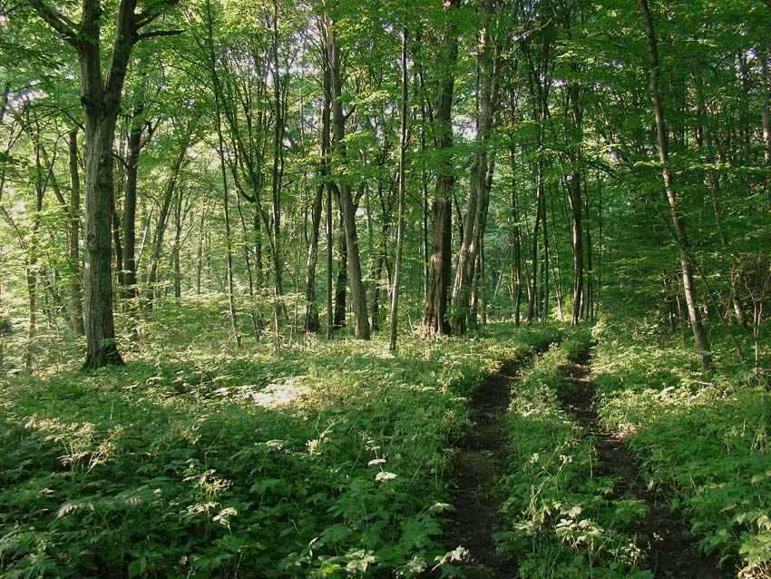 Eichen-Hainbuchen-Wald
