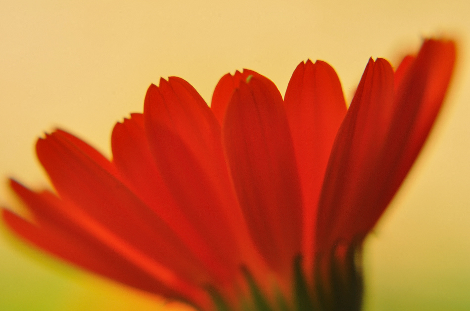 I Am Not My Hair;))))