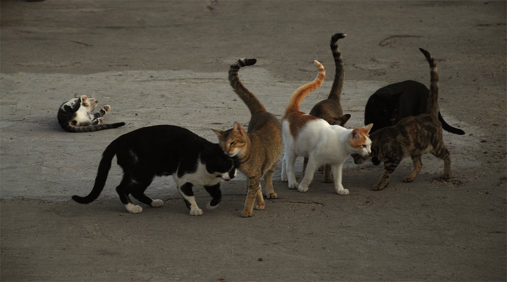 Rzhu oder Magier ....