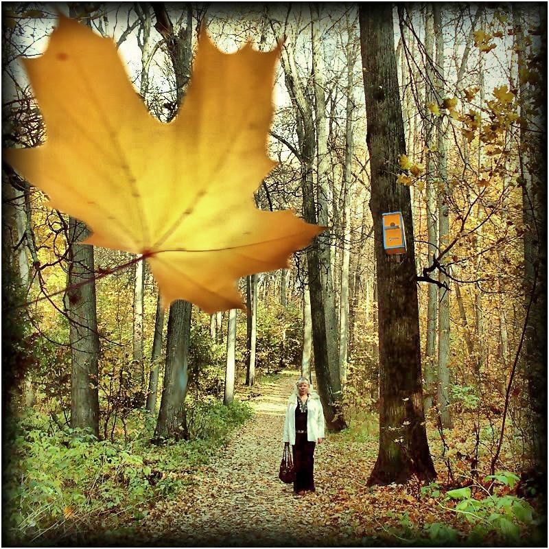 Gelbe Blätter plötzlich ...