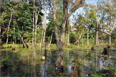 Zur Erklärung Shishkin