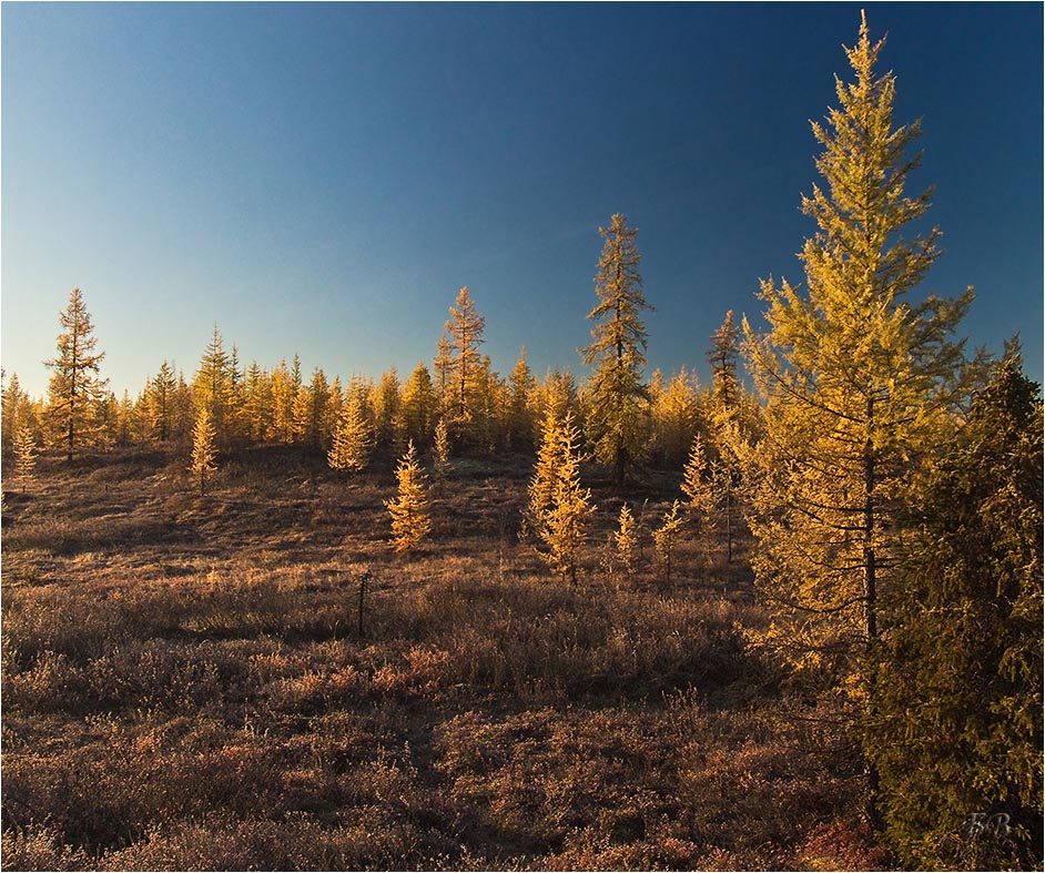 Morgen in den Wald-II