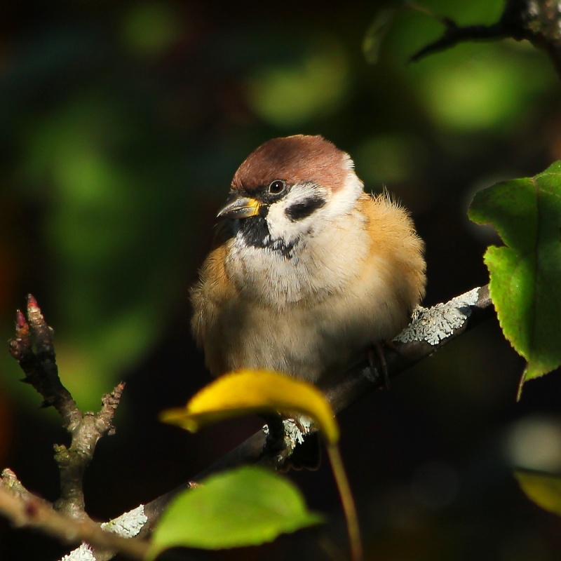 Vor dem Hintergrund der gelbe Blatt