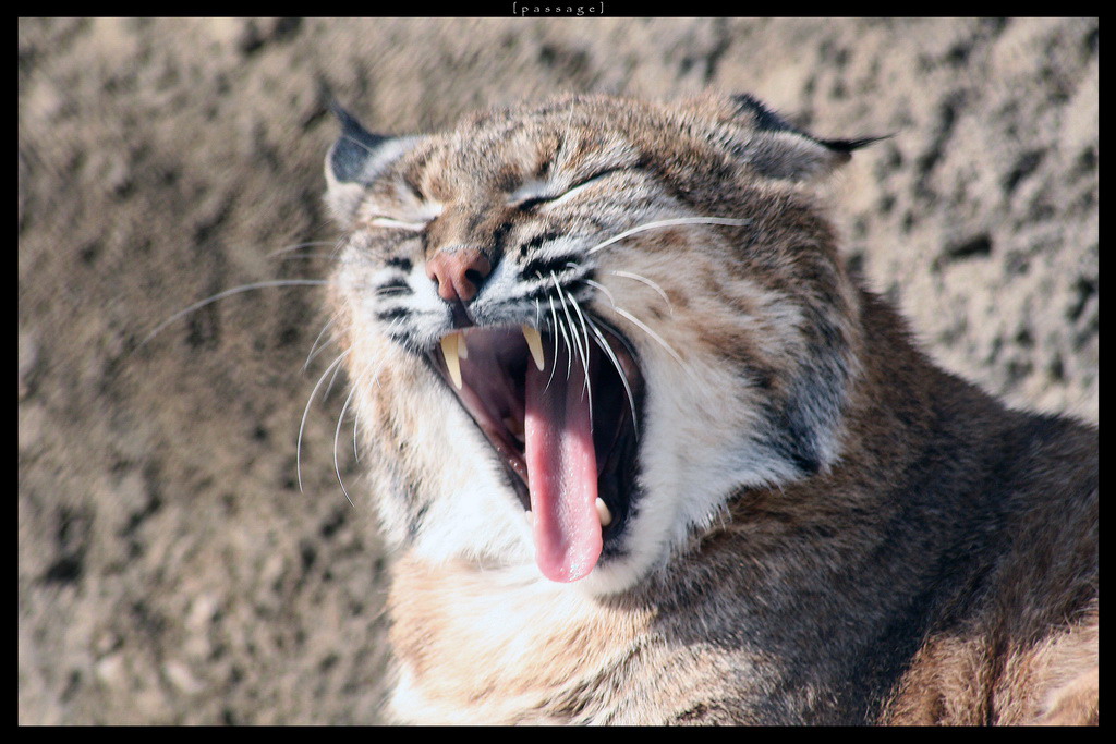 MYAYAYAYAYAYAYAUUUUUUU!