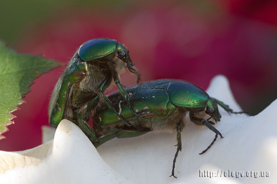 Von den privaten Leben der Insekten