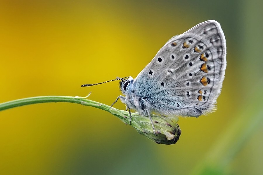 Kupfer-Schmetterling auf gelb