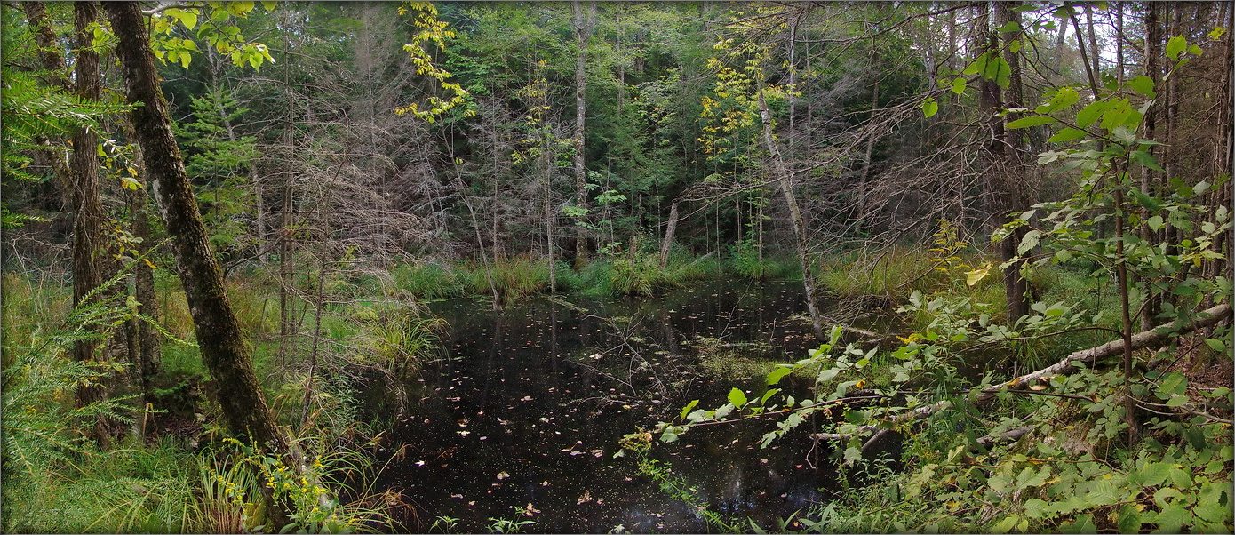 wo wandernde Chingachgook