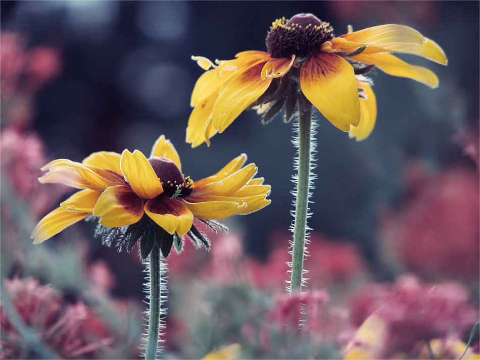 Abschied von Sommer ...