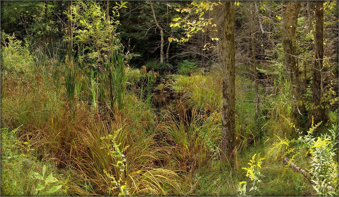 Wirtschaft Nanabusha