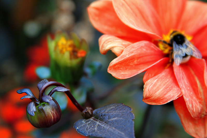 Letzter Moment des Sommers