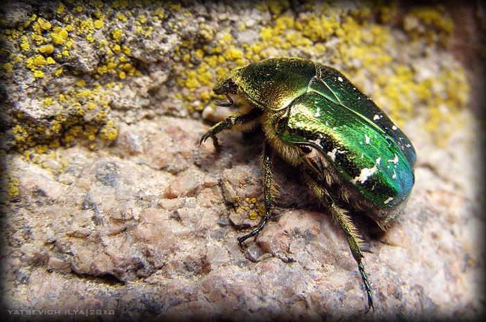 Cetonia aurata