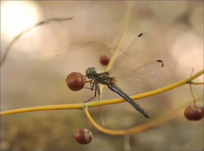Ein perfekter Morgen ...
