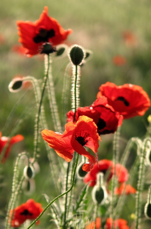 Mohn