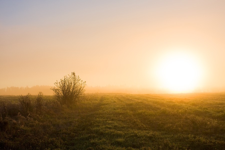 ........ Herbstmorgen auf der Wiese ..........