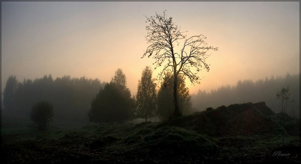Wie ich mir, Eberesche, Eiche zu bewegen ...