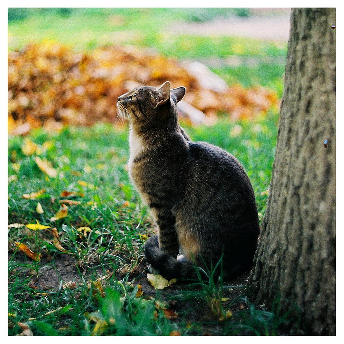 the autumn cat