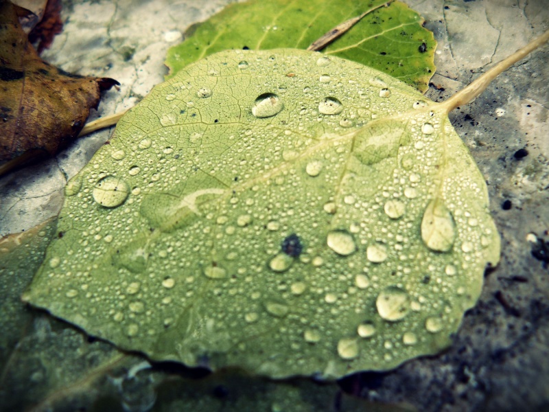 Leblosigkeit des Blattes ..