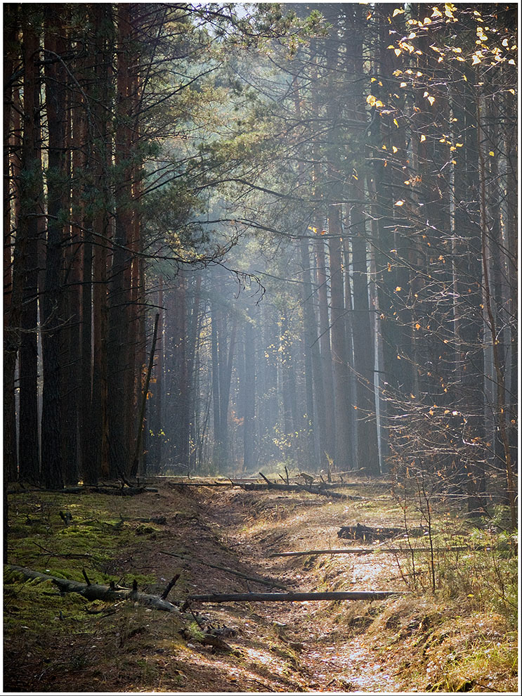 In den Wäldern. (Detail)