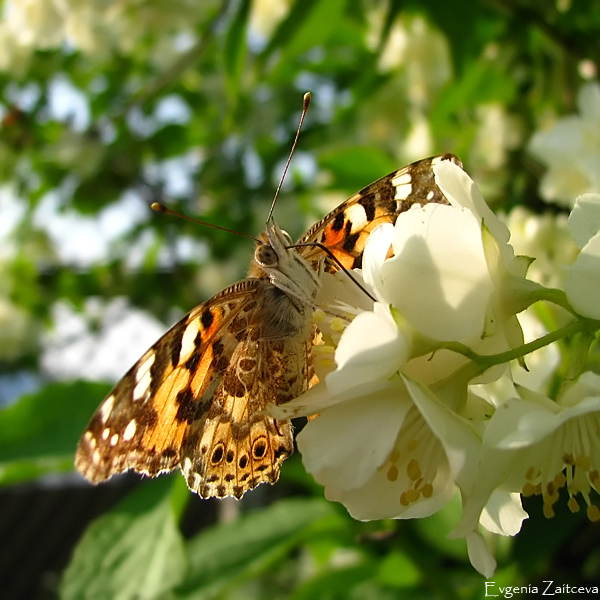 Distelfalter Schmetterling