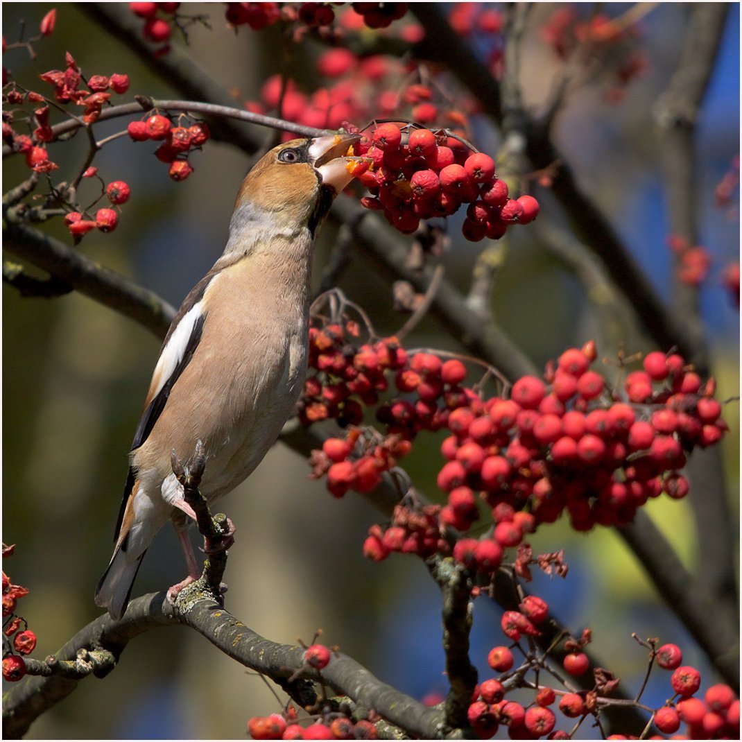 Nicht essen, so ponadkusyvayu ...