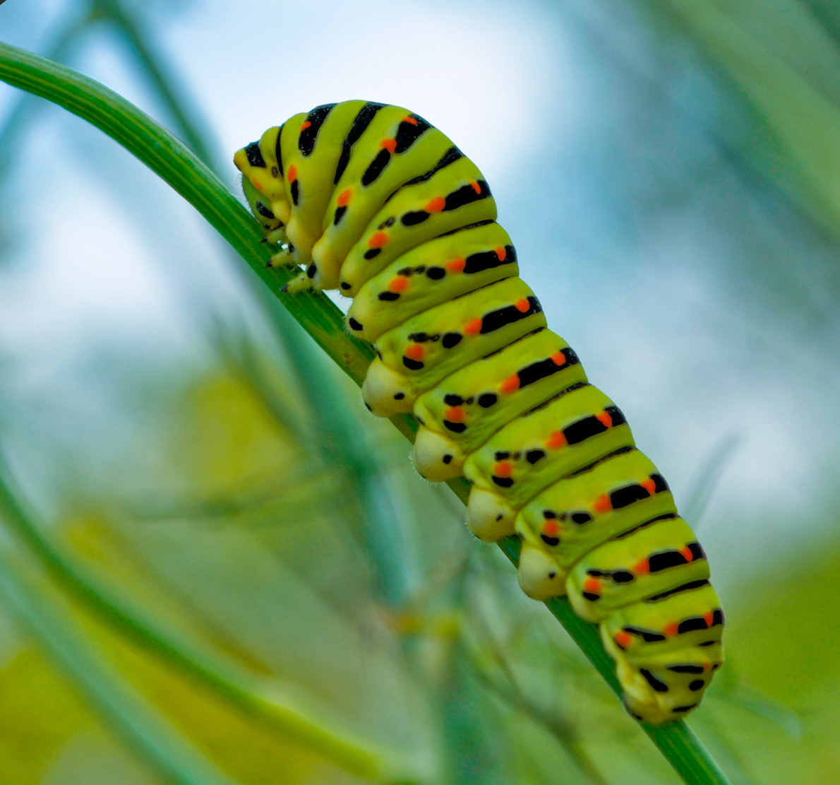 Aufgezeichnet den Aufstieg