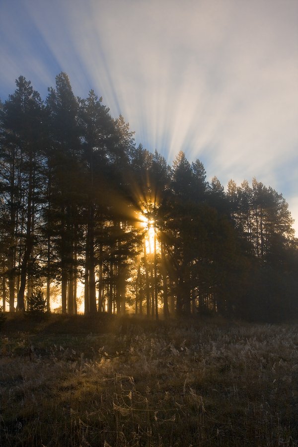 ......... Morning Tintenfisch ...........