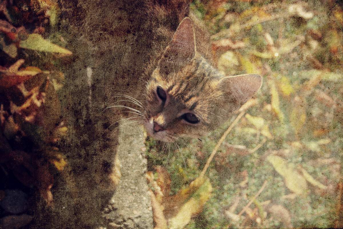 .. Die Katze, die mit Laub zusammengeführt ...