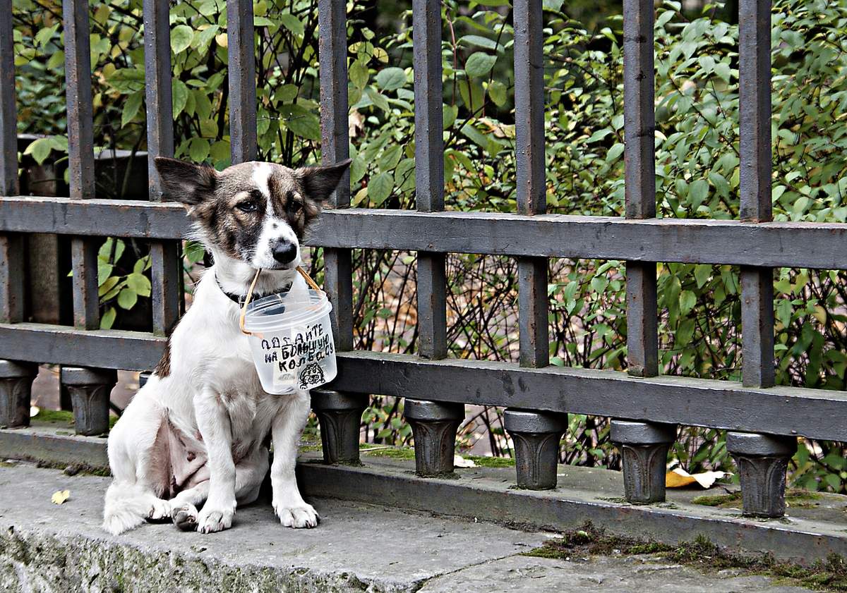 Über Peter und seine Bewohner