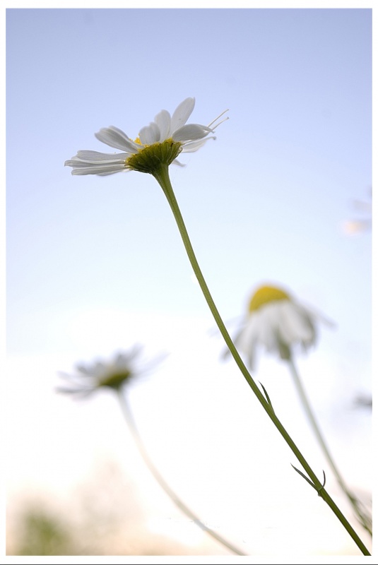 Ich will erreichen den Traum, eines Tages ...