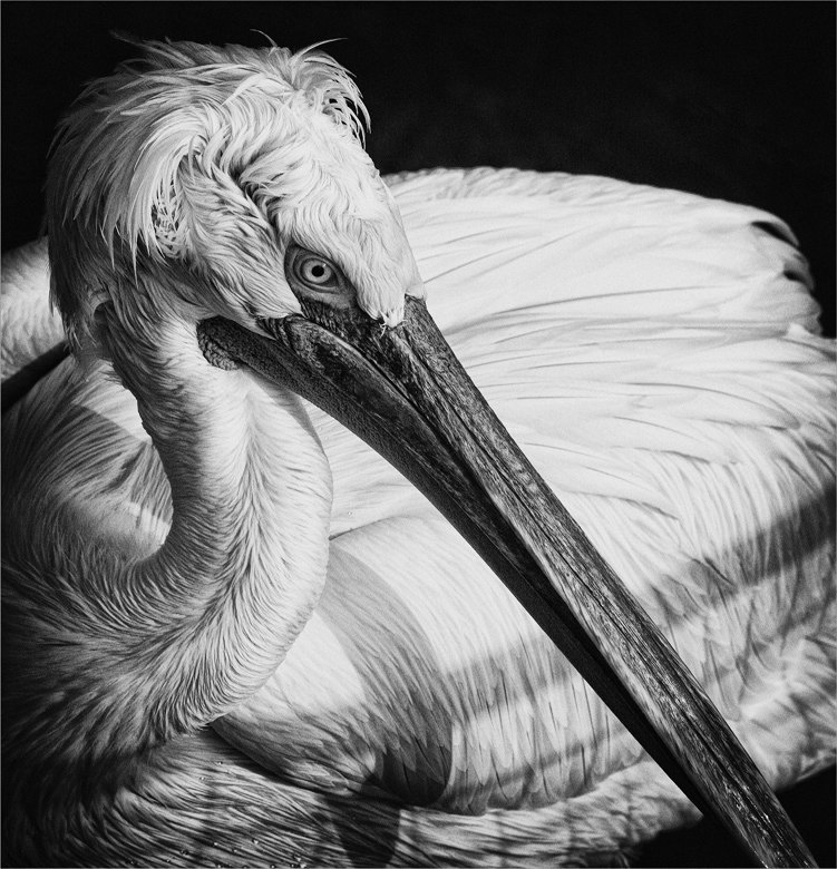 In der Gefangenschaft ...