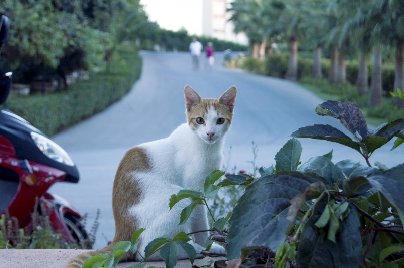 Die Katze mit den großen Straße