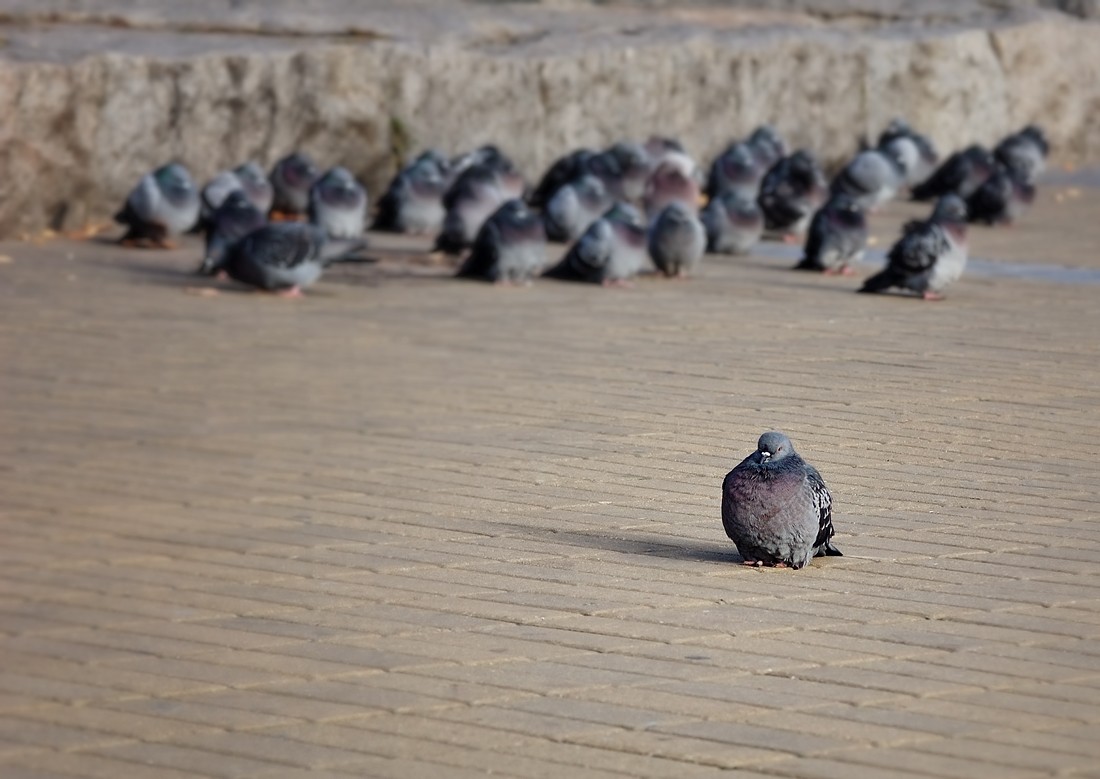 ein Fremder unter seinem ...